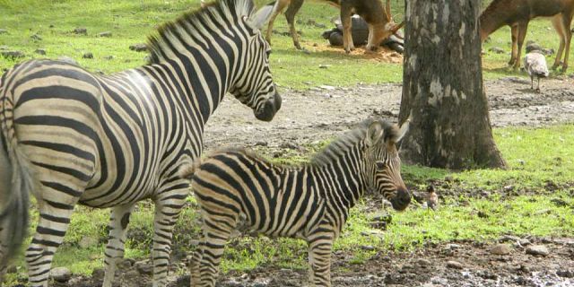 Mauritius casela adventure safari park (4)